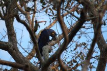 Jour 5 pantanal Mato Grosso