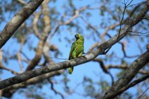 Matin&eacute;e jour 6 pantanal Mato Grosso