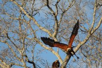 Apr&egrave;s-midi jour 7 pantanal Mato Grosso