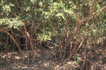 Jaguar pantanal Mato Grosso