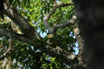 Momot &agrave; t&ecirc;te bleue / Blue-crowned momot pantanal Mato Grosso