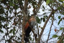 Piaye &eacute;cureuil / Squirrel cuckoo / Alma de gato pantanal Mato Grosso