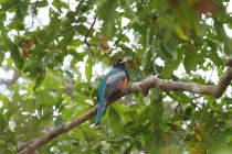 Trogon couroucou / Blue-crowned trogon pantanal Mato Grosso