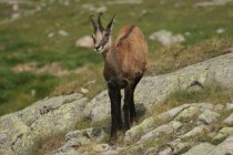 Vall&eacute;e de la Gordolasque