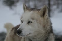 Chiens de traineau � Cast&eacute;rino