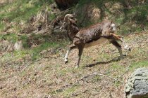 Mouflon vallon de Cerise Bor&eacute;on Mercantour