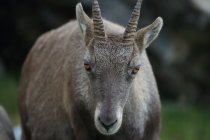 Col de Fen&egrave;stre