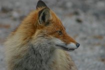 Renard