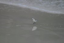 Becasseau de Sanderling, Calidris alba