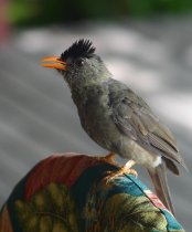 Boulboul gros bec des Seychelles, Bulbul des Seychelles, Hypsipetes crassirosris