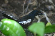 Dyal des Seychelles ou Pi Santez, Copsychus sechellarum