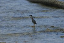 La Gasse, Makak ou Manik, Butorides striatus, Degens des Seychelles