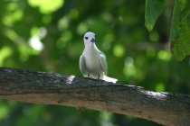 Gygis alba des Seychelles ou Gygis blanche, Fairy tern, Rothschildi alba de Gygis, Golan