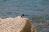 Le martin triste ou Manaite des Indes, Marten , Acridotheres tristis