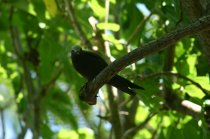 Noddi � bec gr�le (Kelek, Kordonnyen) Anous tenuirostris et aussi le noddi niais ou Makwa, Anous stolidus