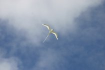 Le Paille-en-queue � bec jaune ou Pha&eacute;ton � Bec Jaune (Payanke), Phaethon lepturus