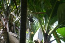 Perroquet noir des Seychelles, petit perroquet vasa, Coracopsis nigra barklyi ou Kato nwar