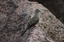 Tourterelle stri&eacute;e ou tourterelle z�br&eacute;e, tourtrel koko, Geopelia striata